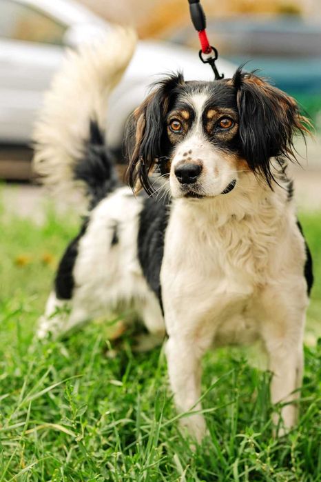 Кобель, смесь с спаниелем, 1,5 г., только в надежные руки под договор