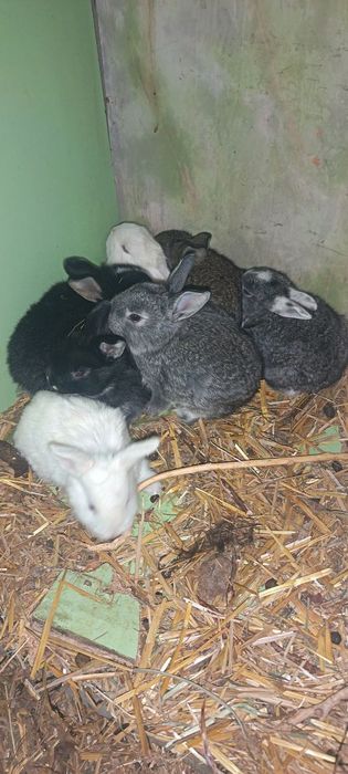 Куёнчалар сотилади