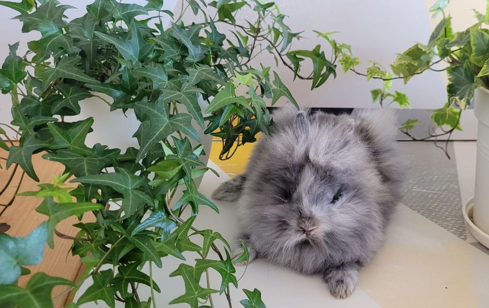 Iepurasi cap de leu si californian