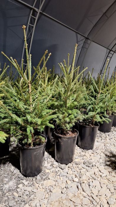 Коледна елха - истинска!