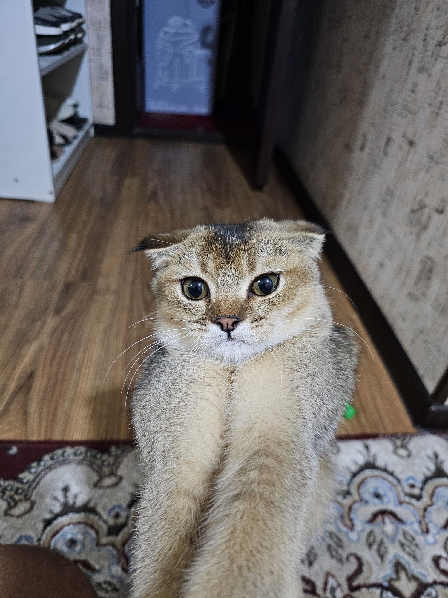 Британский шиншилла