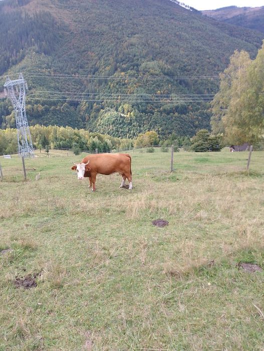 Vând doua vaci gestante