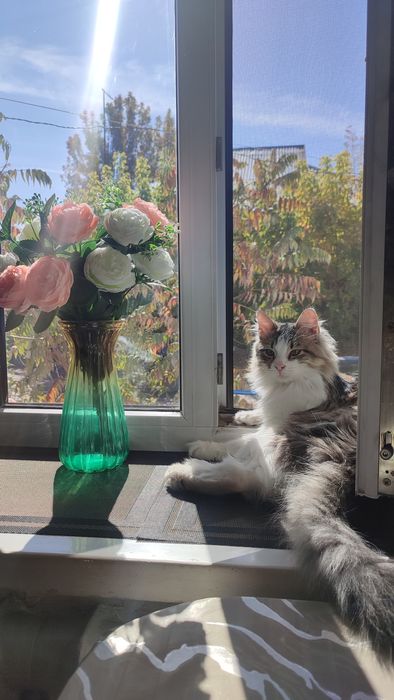 Молодой котик мальчик породистый