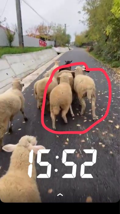 Vand.2.berbeci.2.capre.si.2.carlane