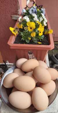 Ouă de casă din gospodărie 1,5buc