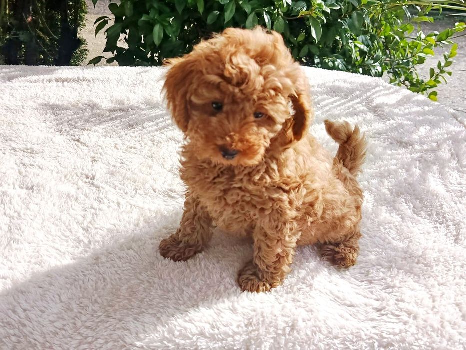 Той Пудел / Toy Poodle