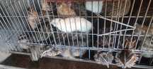 Vând prepelite   cocoși de sacrificat