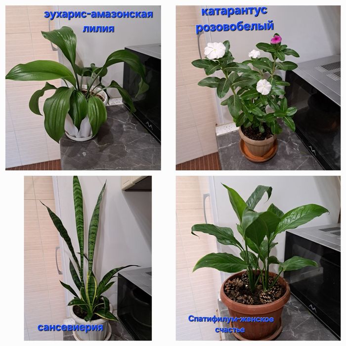 Комнатные цветы цена за все