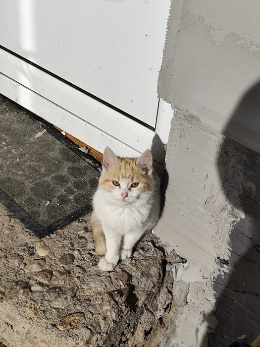 Подаряваме котенца