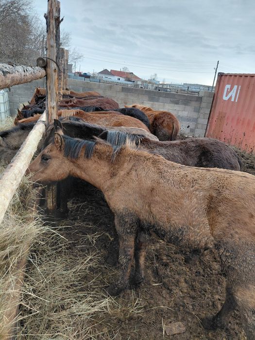 Согым тайлар 450000