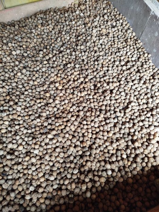 Vând nuci in coajă 2025