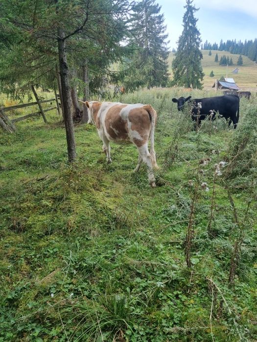 Vand junici gestante. Baltata Romaneasca
