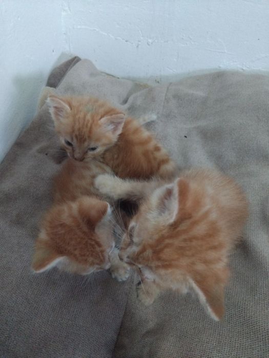 Отдам даром котят