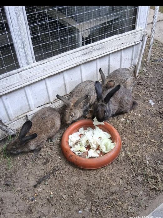 Iepuri.Gaini de rasa, pauni,cocosi albi, gaini tara, oua pt incubat