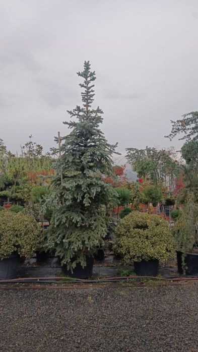 Brad argintiu hopssi