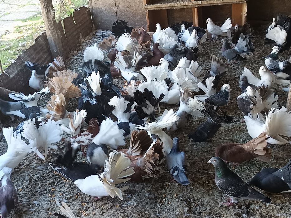 Porumbei înfoiați colorați și albi