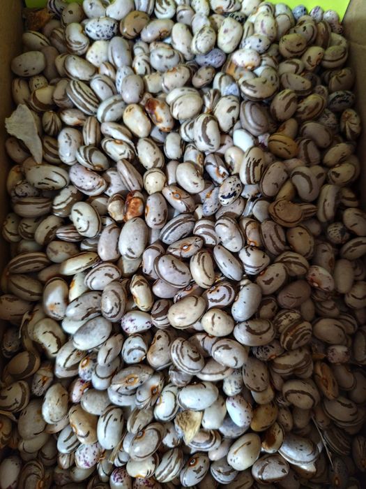 Домашен Боб Шарен и Бял