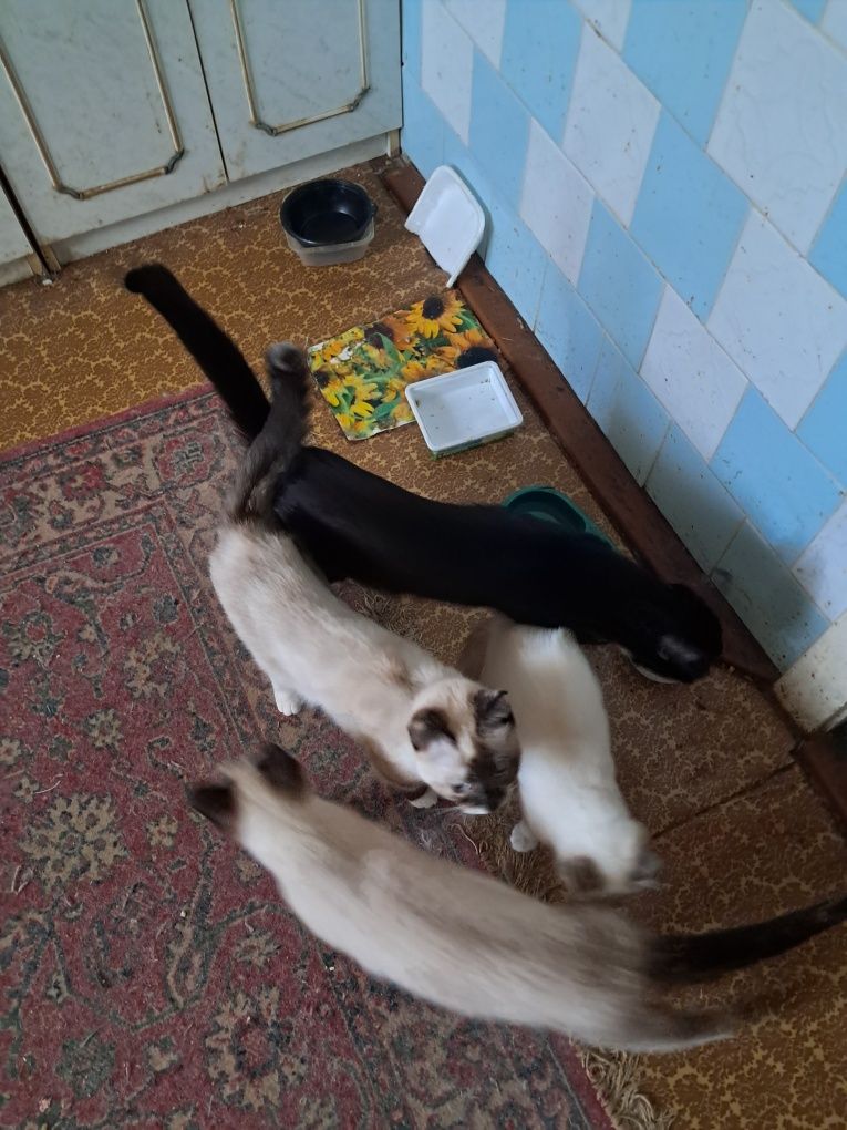 Отдам в добрые руки кошек и котов