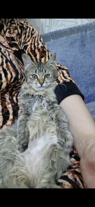 Отдам котенка в добрейшие руки