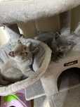Pisici British shorthair cu pedigree