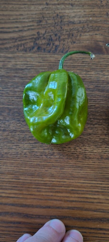 Habanero Ardei Iute