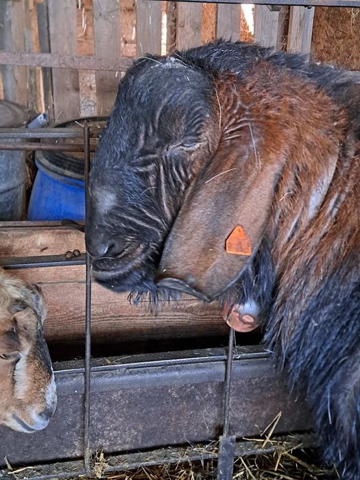 Поради ликвидация на стадо  продавам Англонубийски  пръч  или бартер