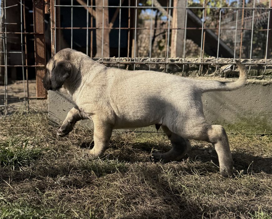 Catei Kangal-7 saptamani, vaccinati si deparazitati