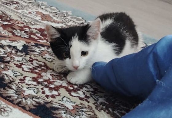 Ищем дом для котенка