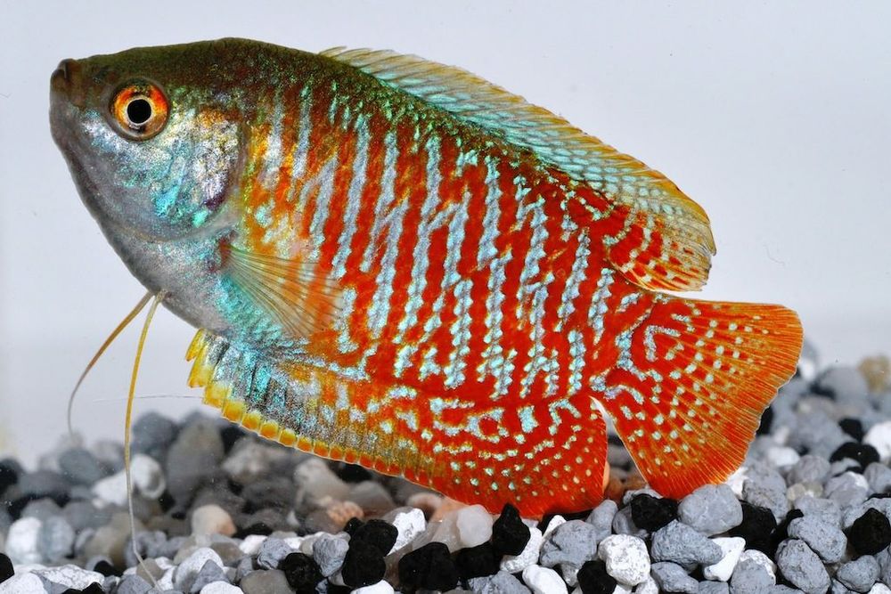 Продам  - лялиус