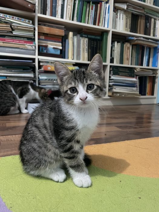 Ищу добрых хозяев для 2 месячного котенка