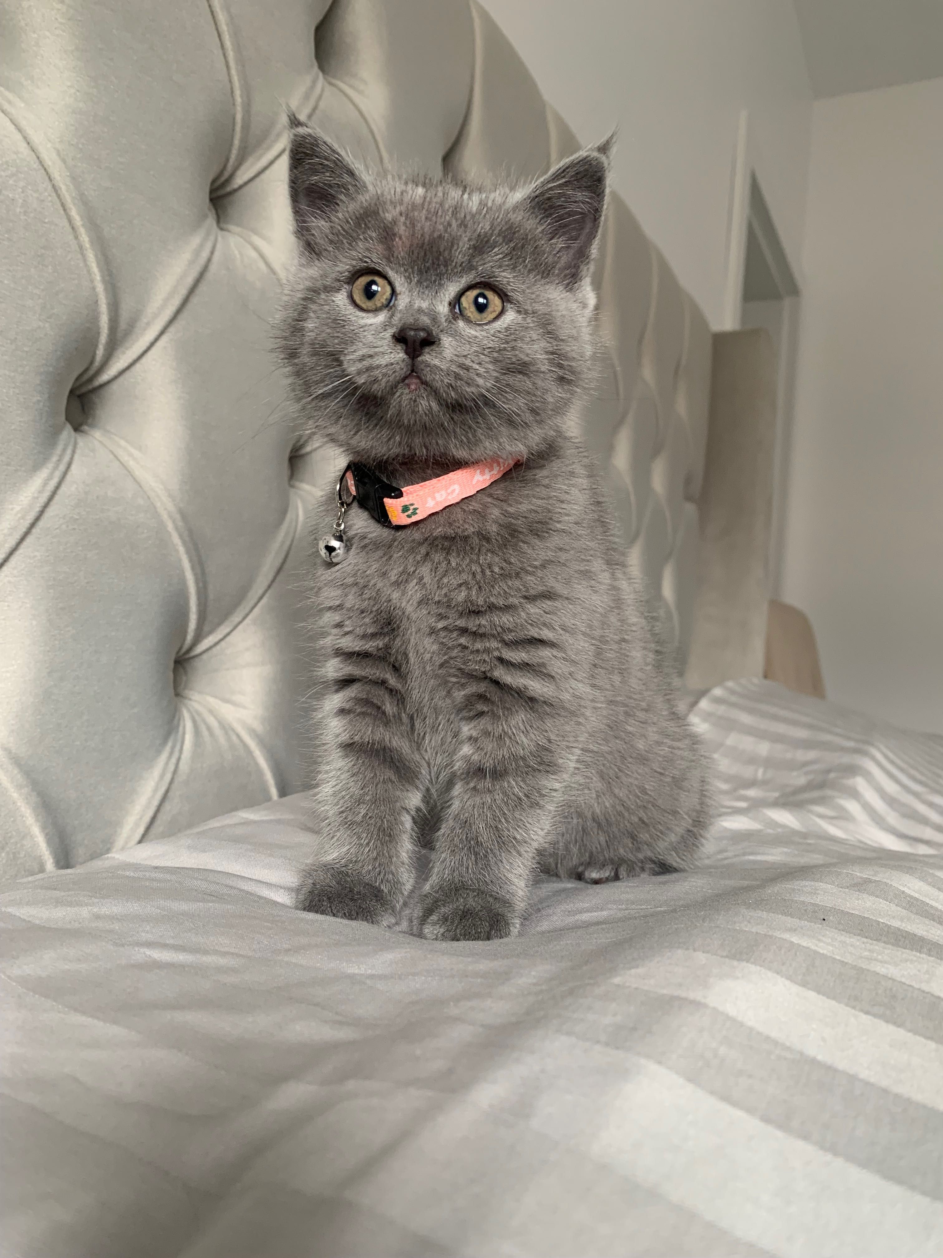 Pui British Shorthair Blue