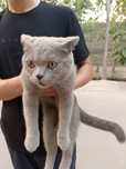 Mushuk Scottish Fold
