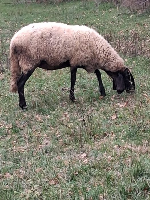 Vând oi bergamasca si sârbești