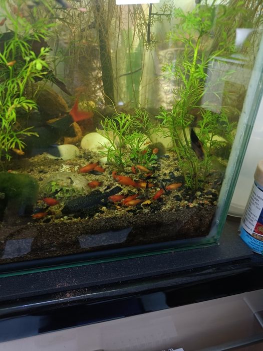 Vand platy si molly pesti acvariu