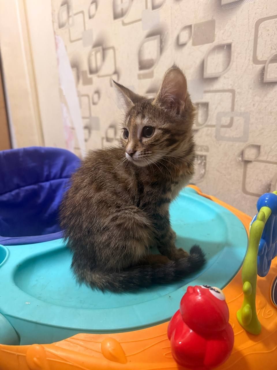 Котята 2 девочки в добрые руки