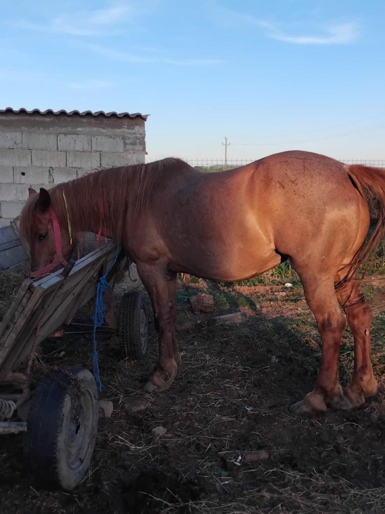Vând iapa bună de căruță