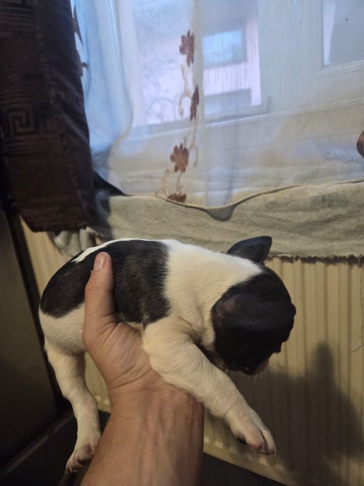 Vănd cătelusi Buldog Francez rasă pură