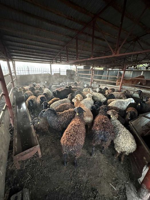 Эдильбаевские бараны оптом по 60 000 тг или обмен на мясных бычков