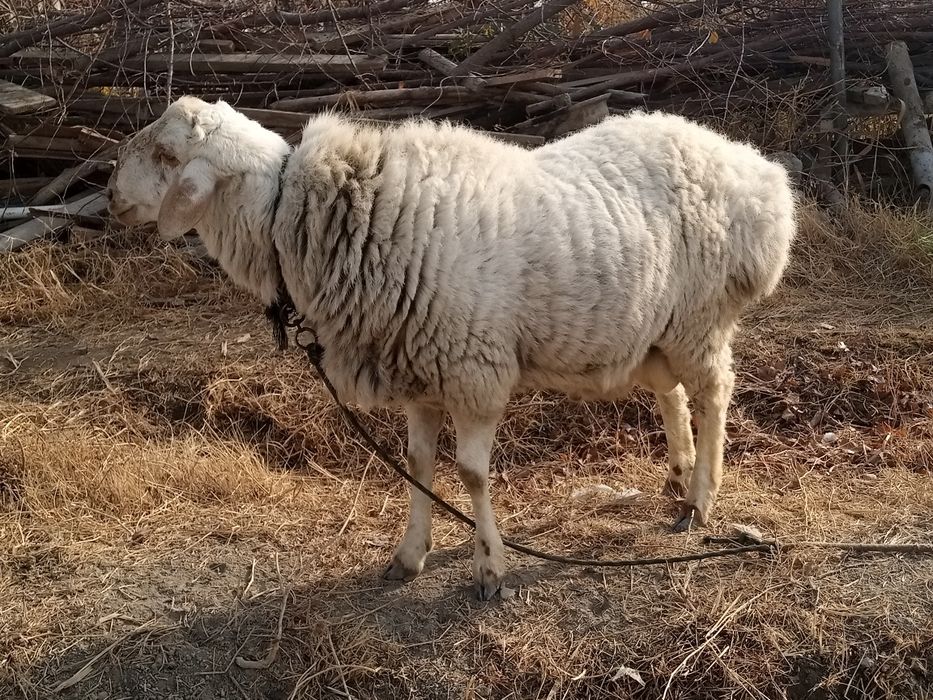 Barra sotiladi qochqor