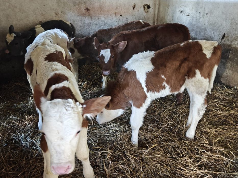 Vând vitele cuminți