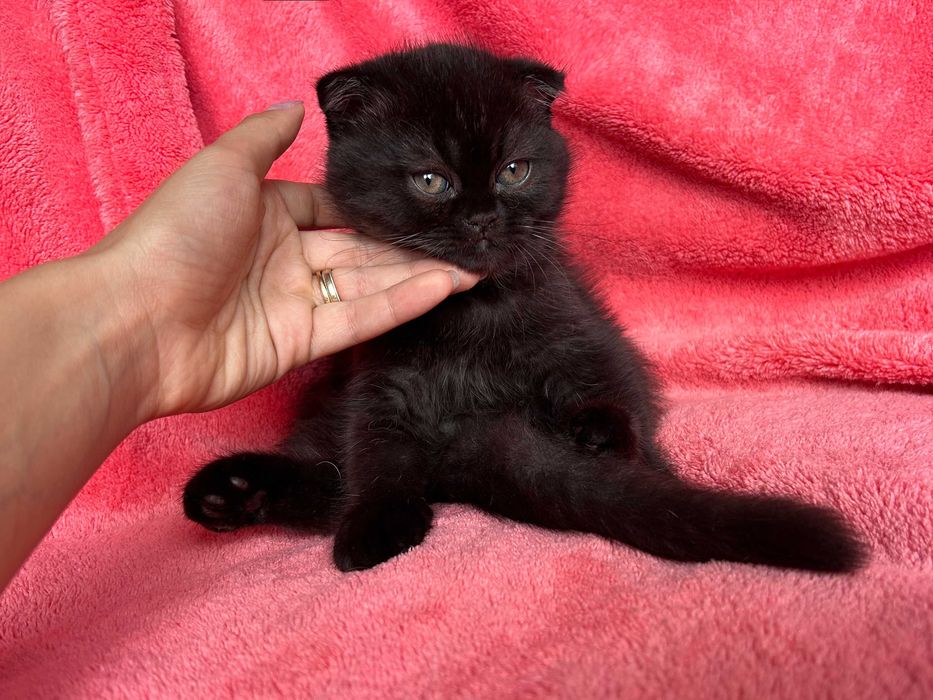 Motănel Scottish Fold, culoare ciocolată neagră, poze reale, Pedigree