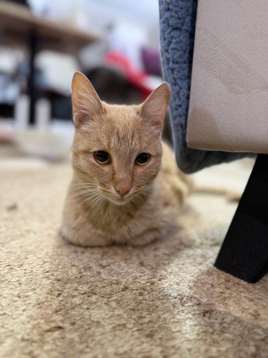 Котик ищет семью. 8 месяцев