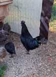 Cocosei Ayam Cemani