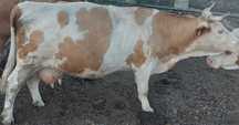 Vaca baltata romaneasca care trebuie sa fete in cateva zile