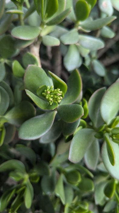 Dollar gul 20 yillik