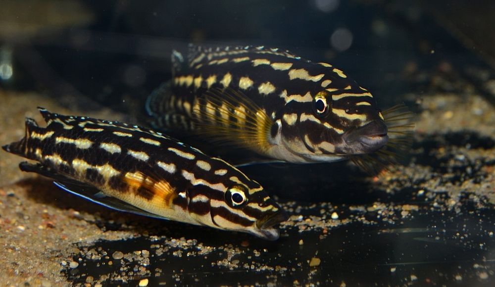 Продам  - юлидохромис транскриптусс