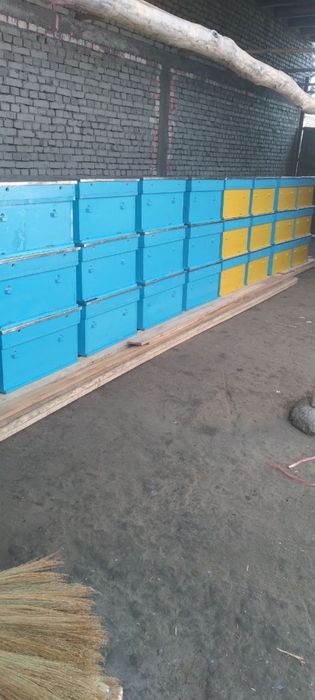 Asalari uyalari пчёл