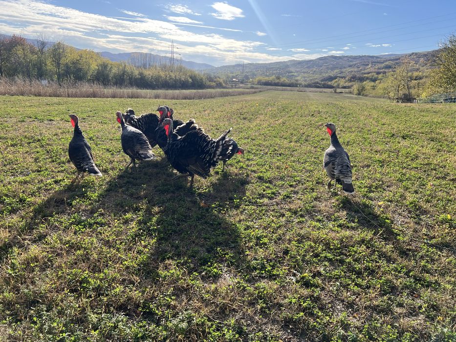 Vand curcan si curca de curte