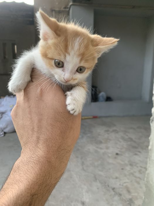 Scottish Fold mushogi sotiladi