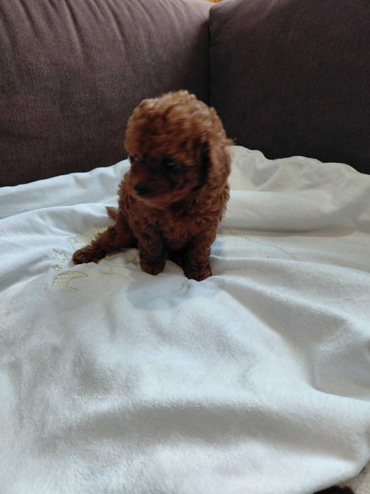 Пудел той мъжко и женско